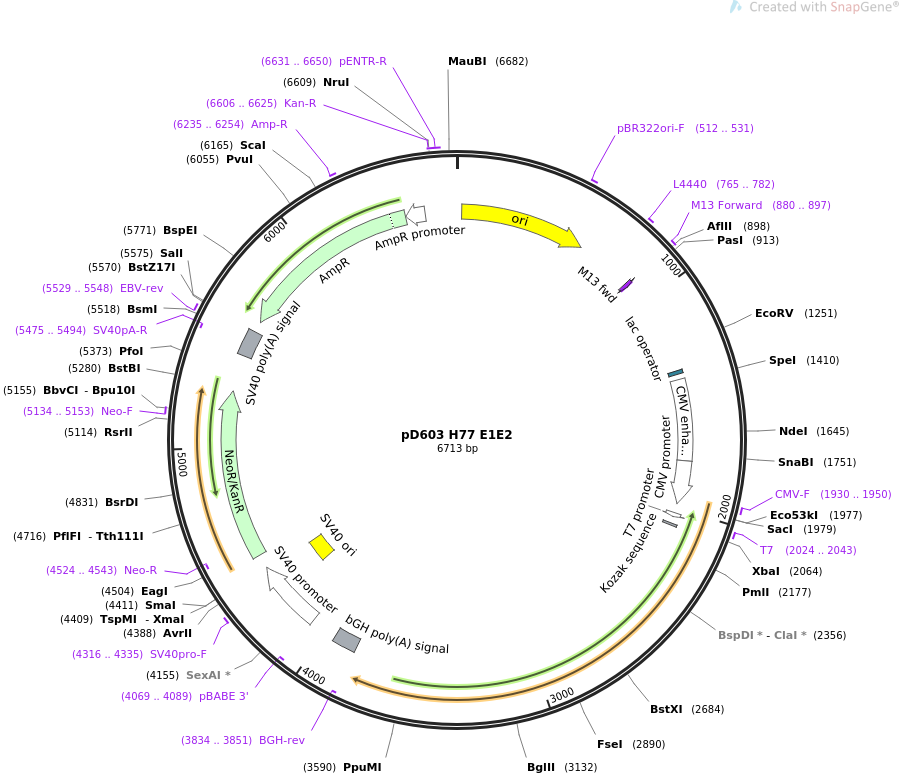 pD603 H77 E1E2质粒图谱